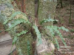 Lepisorus obscurevenolusus