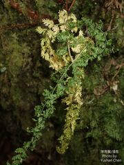 Dryopteris wuzhaohongii