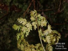 Dryopteris wuzhaohongii