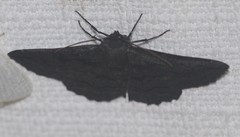 Melanodes anthracitaria