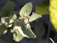 Allosmaitia strophius