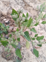 Chenopodium album pedunculare