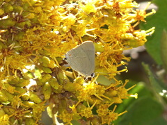 Allosmaitia strophius