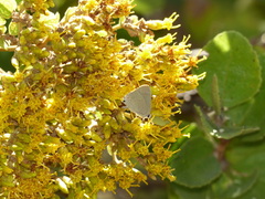 Allosmaitia strophius