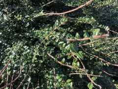 Lonicera ligustrina