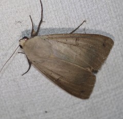 Ophiusa disjungens