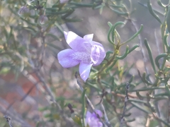 Eremophila ionantha