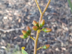 Eucalyptus salubris