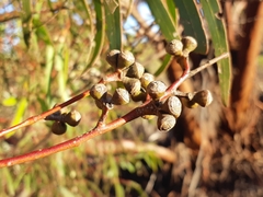 Eucalyptus salubris