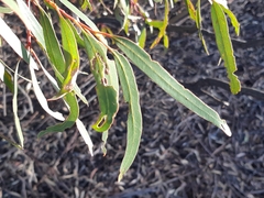 Eucalyptus salubris