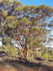 Eucalyptus salubris