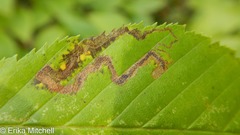 Stigmella lemniscella