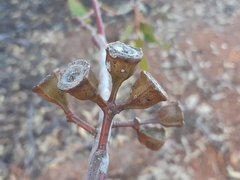 Eucalyptus planipes