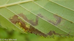 Stigmella lemniscella