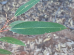 Eucalyptus planipes