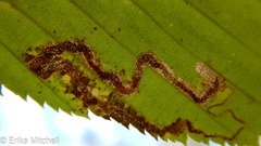 Stigmella lemniscella