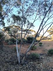 Eucalyptus planipes