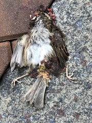 Zonotrichia albicollis