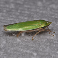Draeculacephala robinsoni