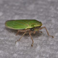 Draeculacephala robinsoni