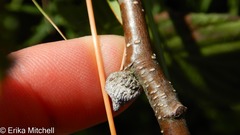 Dasineura serrulatae
