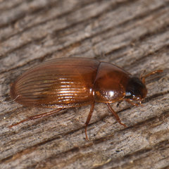 Cymbiodyta bifidus