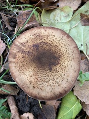 Armillaria