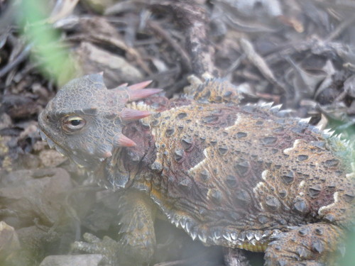 Blainville's Horned Lizard, California, US, photo 6 of 10