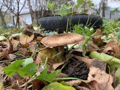 Armillaria