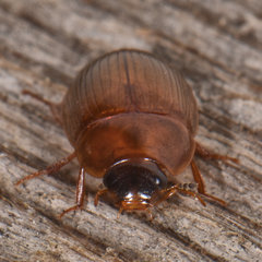 Cymbiodyta bifidus