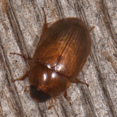 Cymbiodyta bifidus