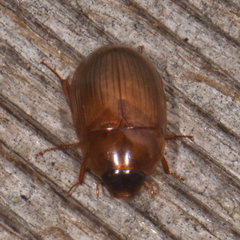 Cymbiodyta bifidus
