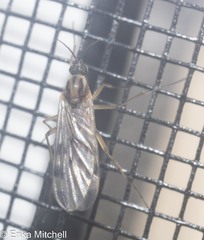 Sylvicola fenestralis