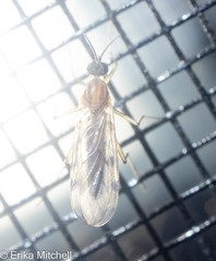 Sylvicola fenestralis