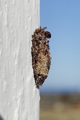 Dahlica triquetrella