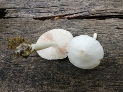 Pluteus pellitus