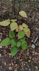 Rubus idaeus