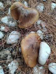 Suillus granulatus
