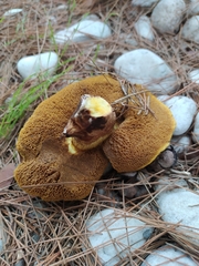 Suillus granulatus