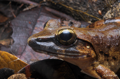 Limnonectes leporinus