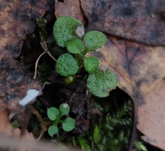 Moehringia trinervia