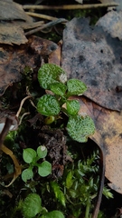 Moehringia trinervia