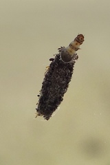 Dahlica triquetrella