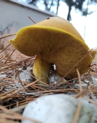 Suillus granulatus