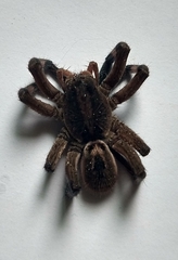 Lycosa erythrognatha