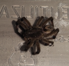 Lycosa erythrognatha