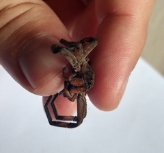 Lycosa erythrognatha