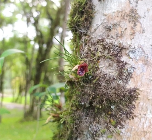 Maxillaria paranaensis, photograph 6
