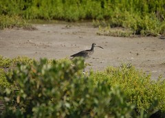 Tringa semipalmata semipalmata