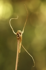 Arachnitis uniflora